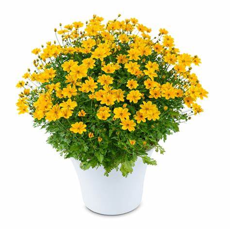 Bidens golden empire