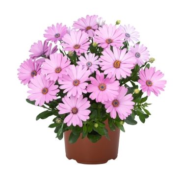 Osteospermum ecklonis Erato Double Pink