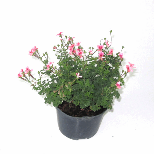 Pelargonium crispum angel eyes pink