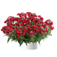 Nemesia hybrida burgundy ( elfenspiegel)