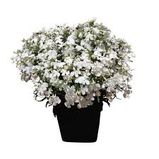 Lobelia erinus africo white cloud