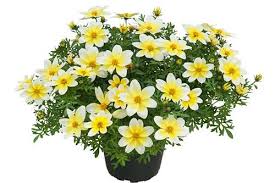 Bidens ferulifolia spicy electric white