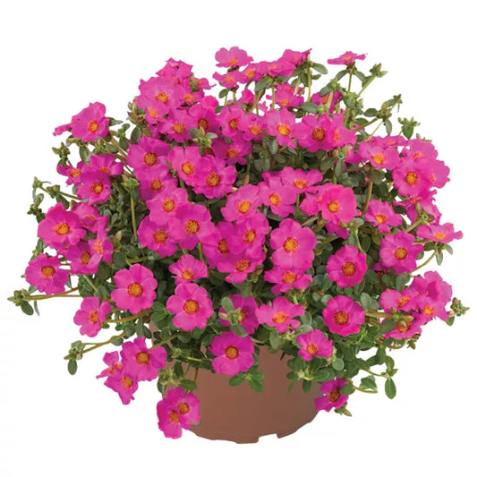Portulaca umbraticola pazzaz nano purple