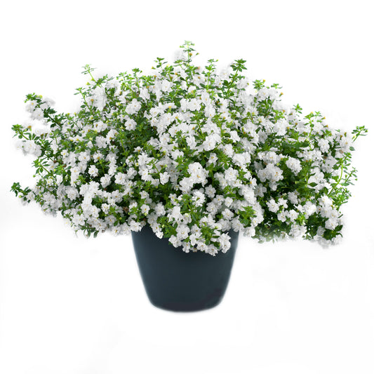 Bacopa cordata double snowball